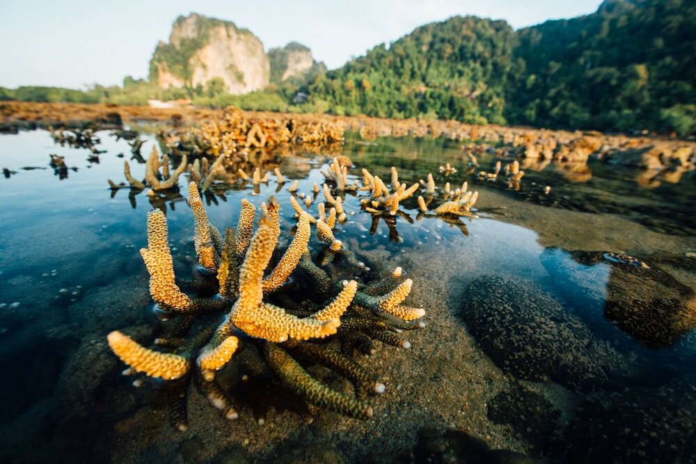 Фото Railay Garden View Resort