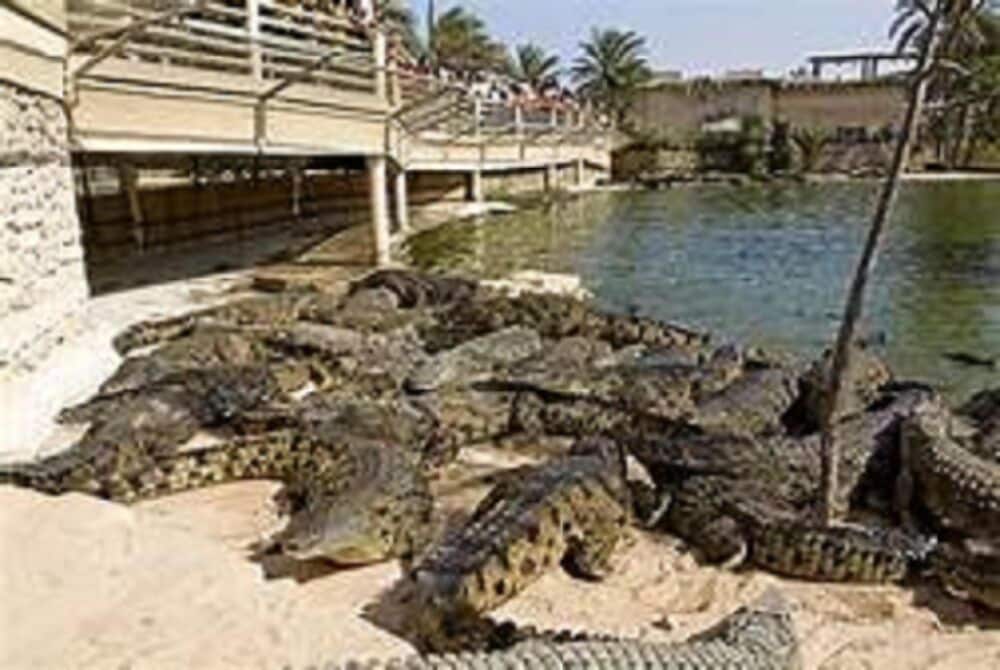 Фото Hôtel Les Palmes d'Or