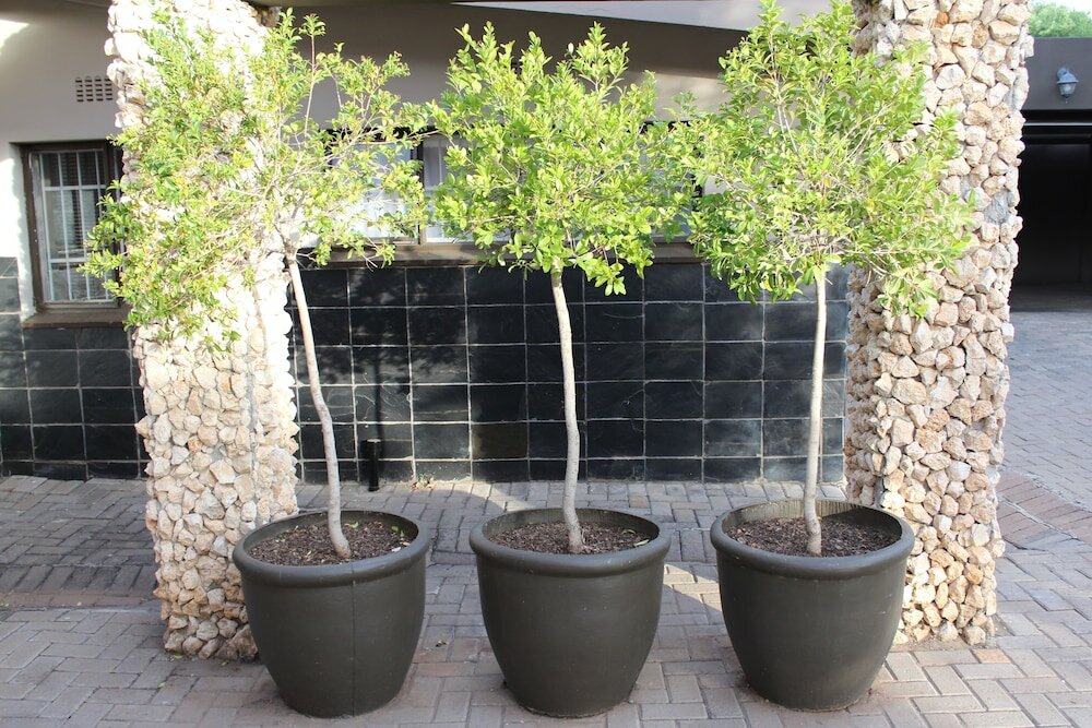 Фото Cottonwood Guesthouse