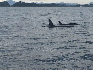 Гостиница Sitka Hotel and Restaurant