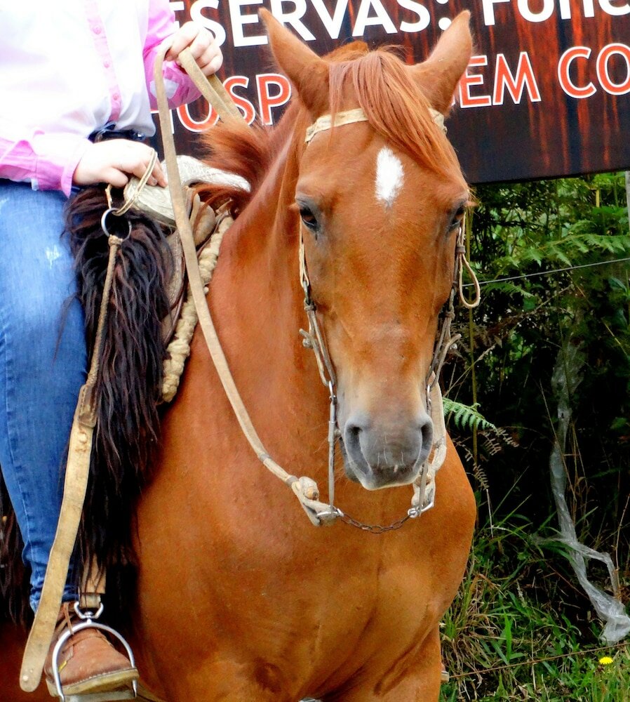 Фото Pousada Sky Chales da Montanha