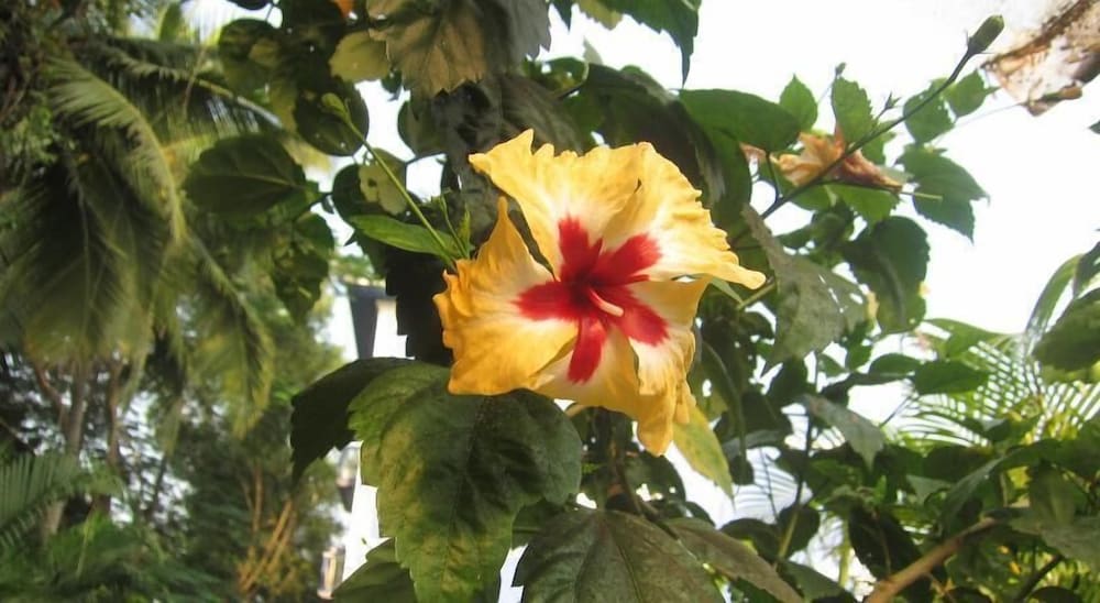 Фото Mayflower Beach Resort