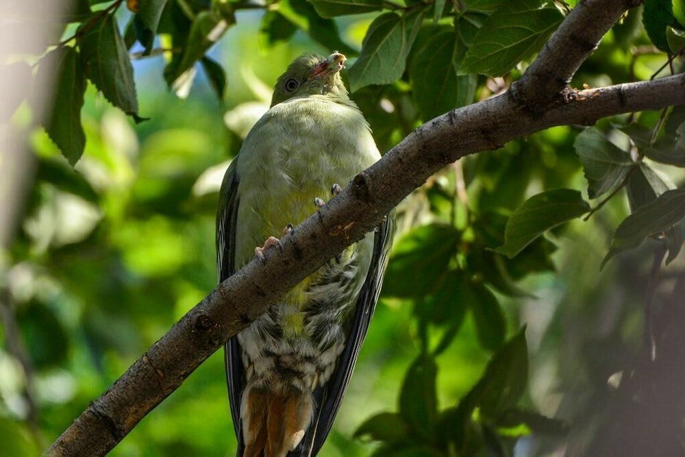 Фото Pierneef's Kraal