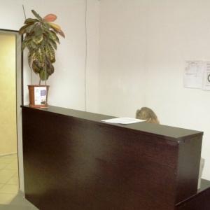 Фото Базилик