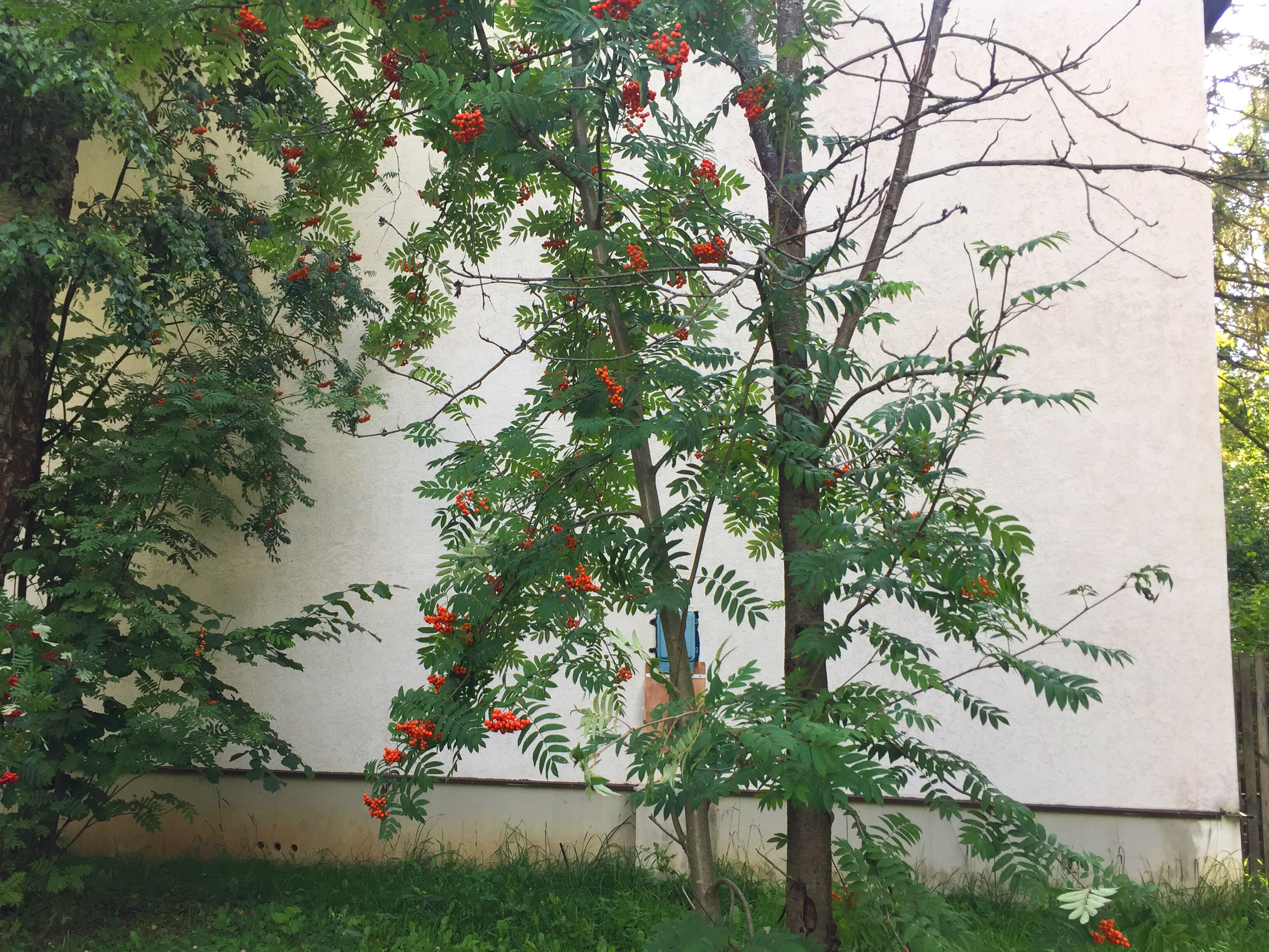 Фото Каморка с Лежанкой у окна