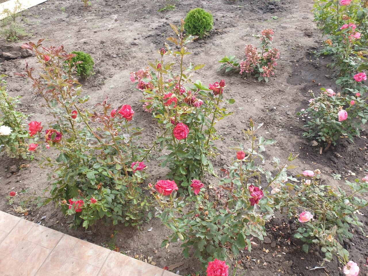 Фото Ахматовский домик