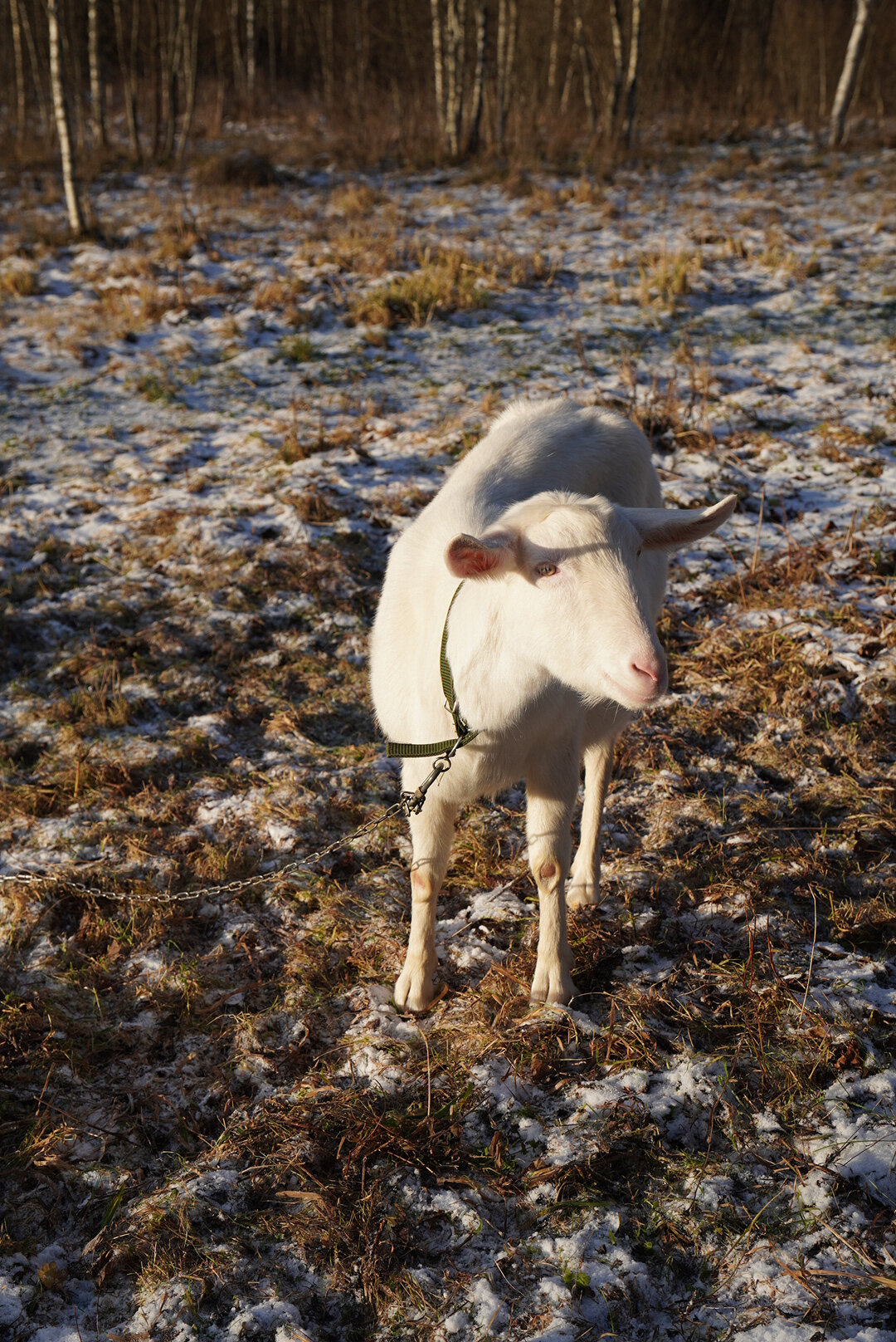 Фото Модная коза