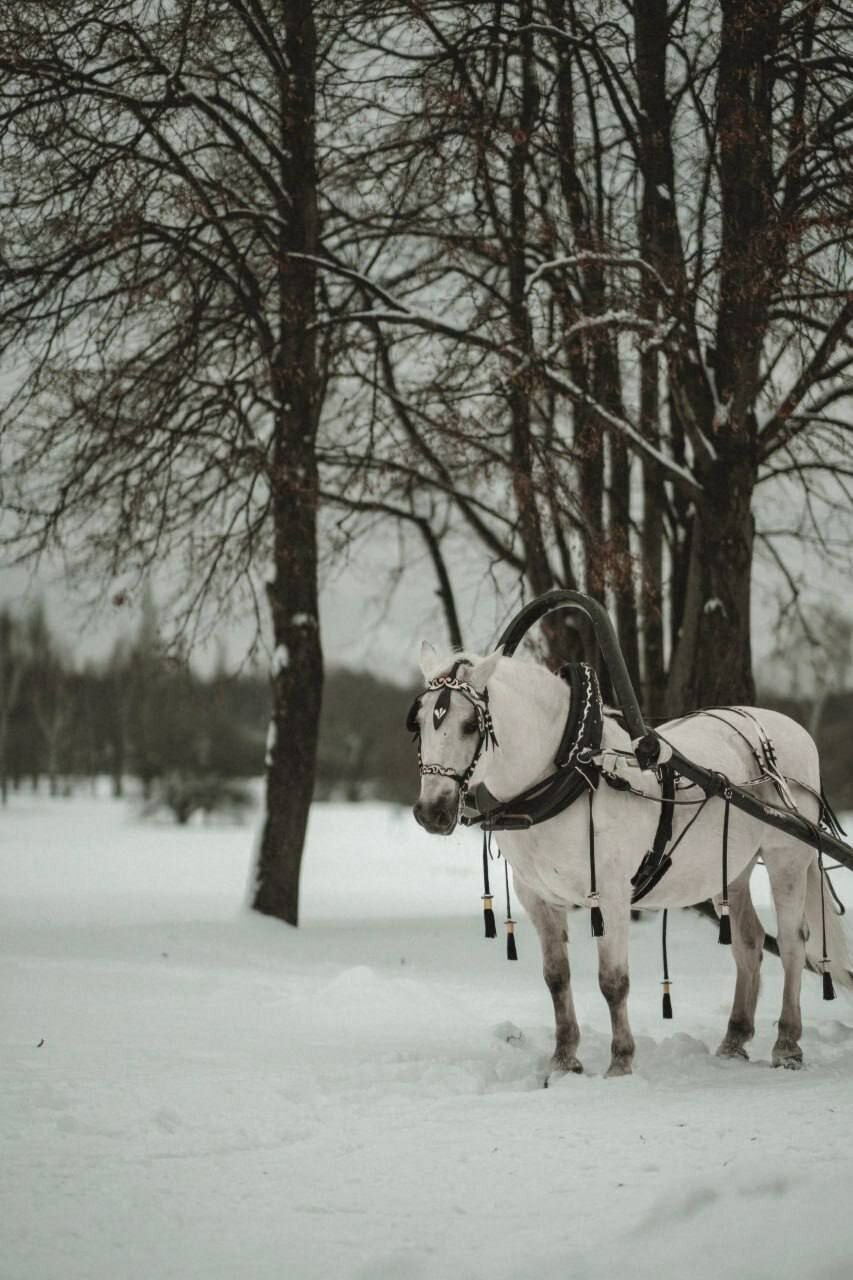 Фото Берта