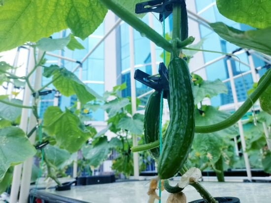 Фото Shenzhen Shanghai Hotel