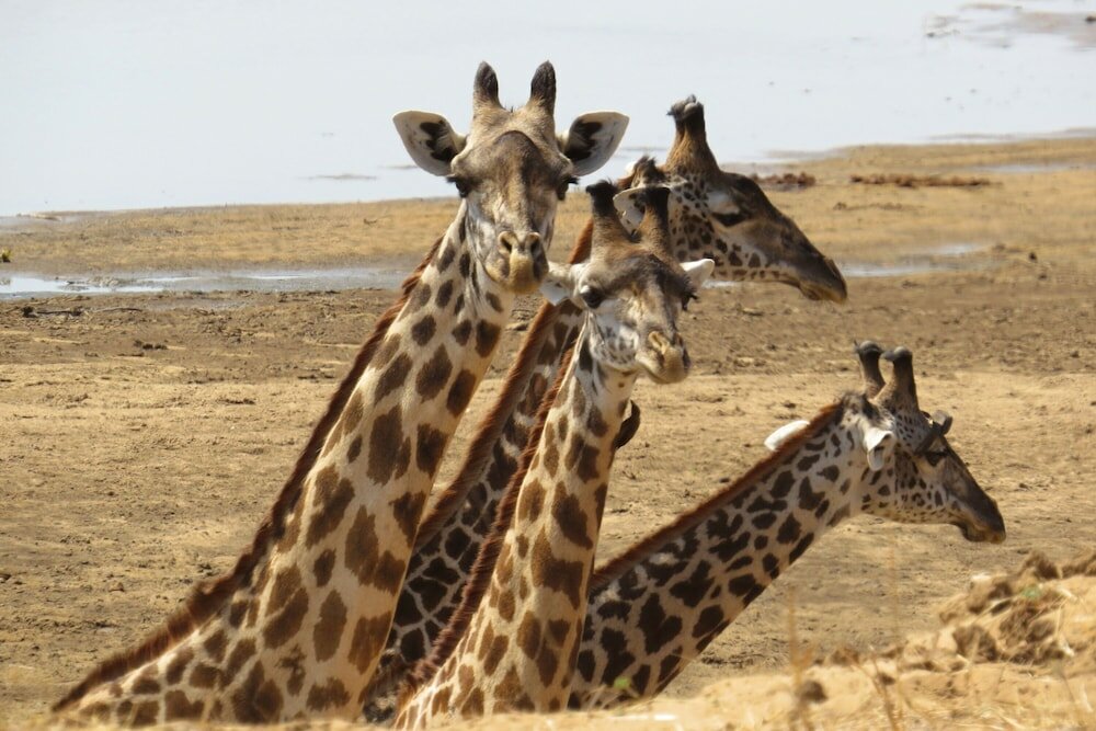 Фото Crocodile Bridge Safari Lodge