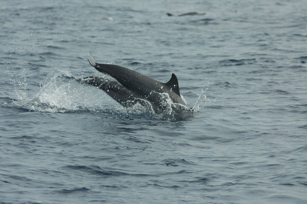Фото Mirissa Beach Inn