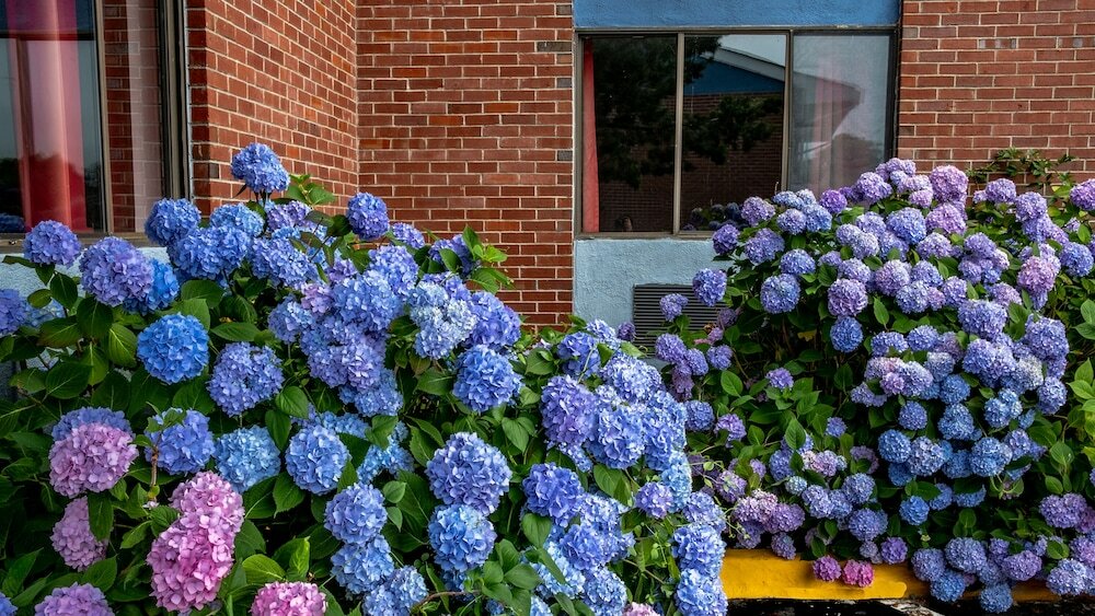 Фото Hyannis Plaza Hotel