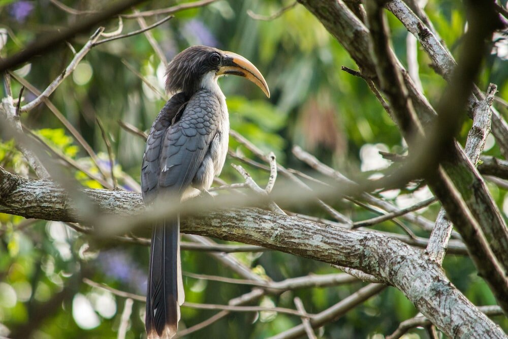 Фото Отель Kings Pavilion