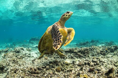 Гостиница Manta Dive Gili Trawangan Resort в Провинции Западные Малые Зондские острова
