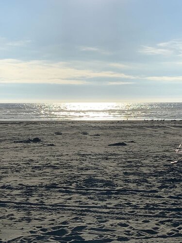 Гостиница The Grey Gull в Ошен Шорс