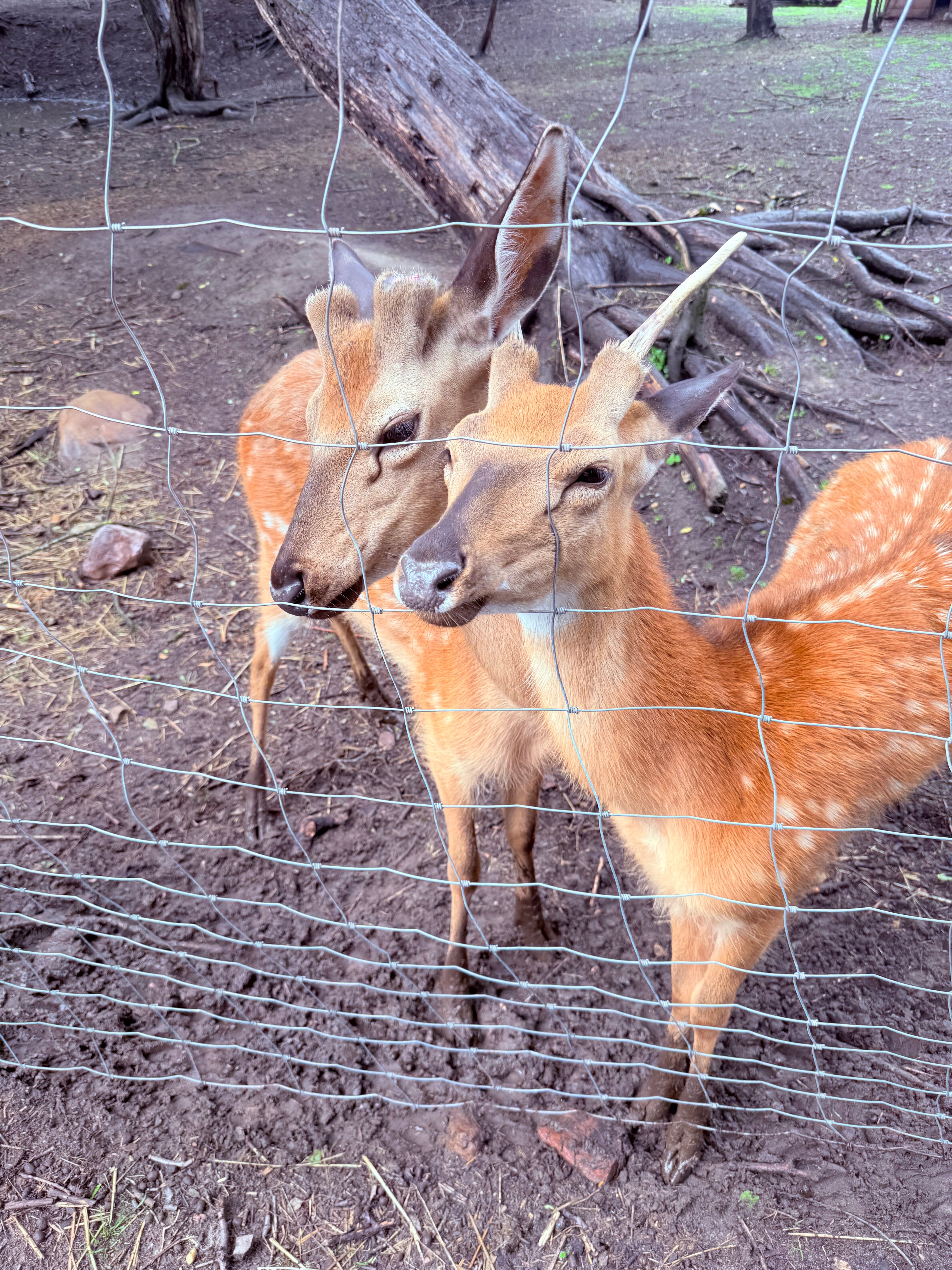 Фото Дикое подворье