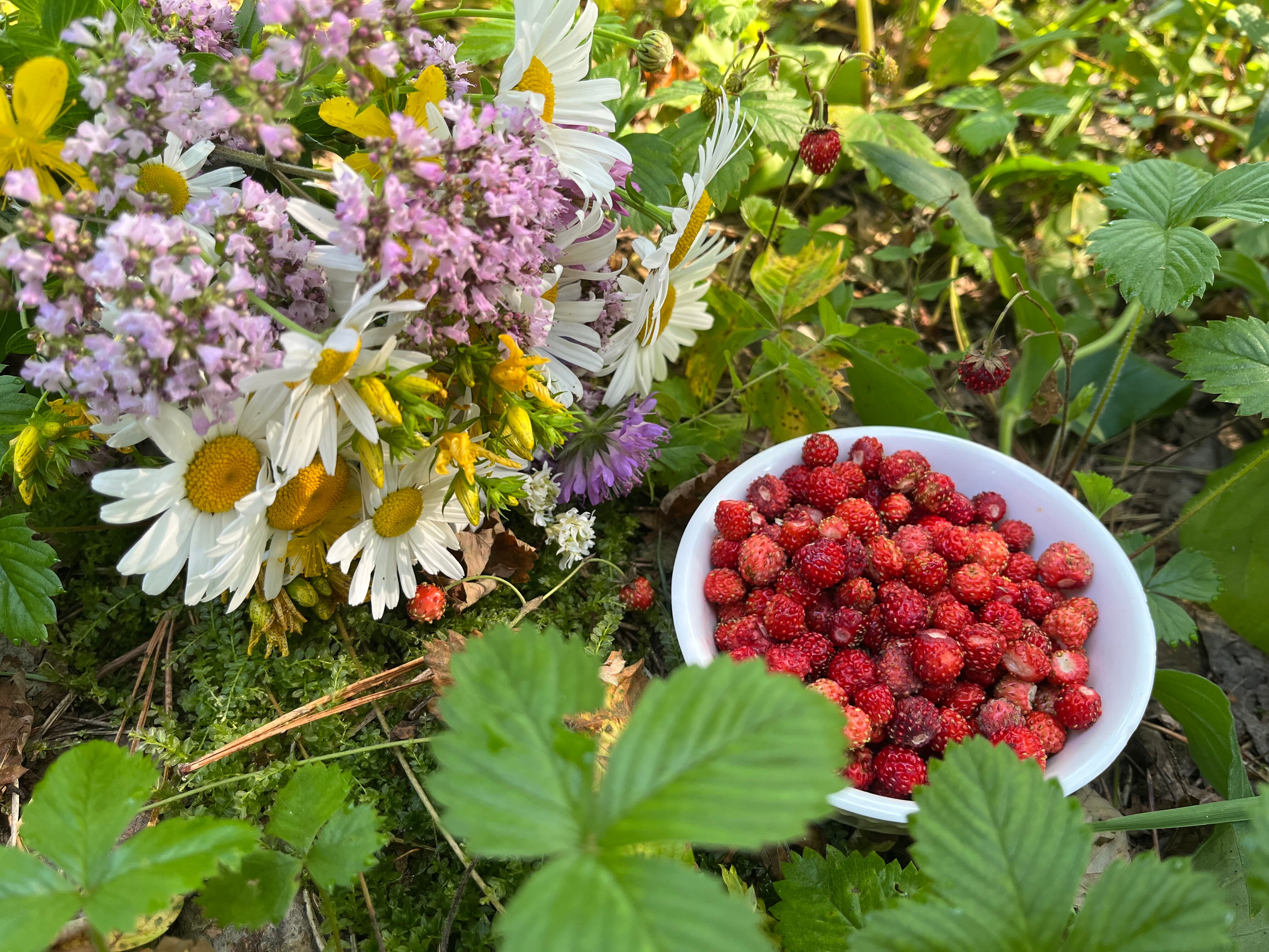 Фото Валдайские дачи