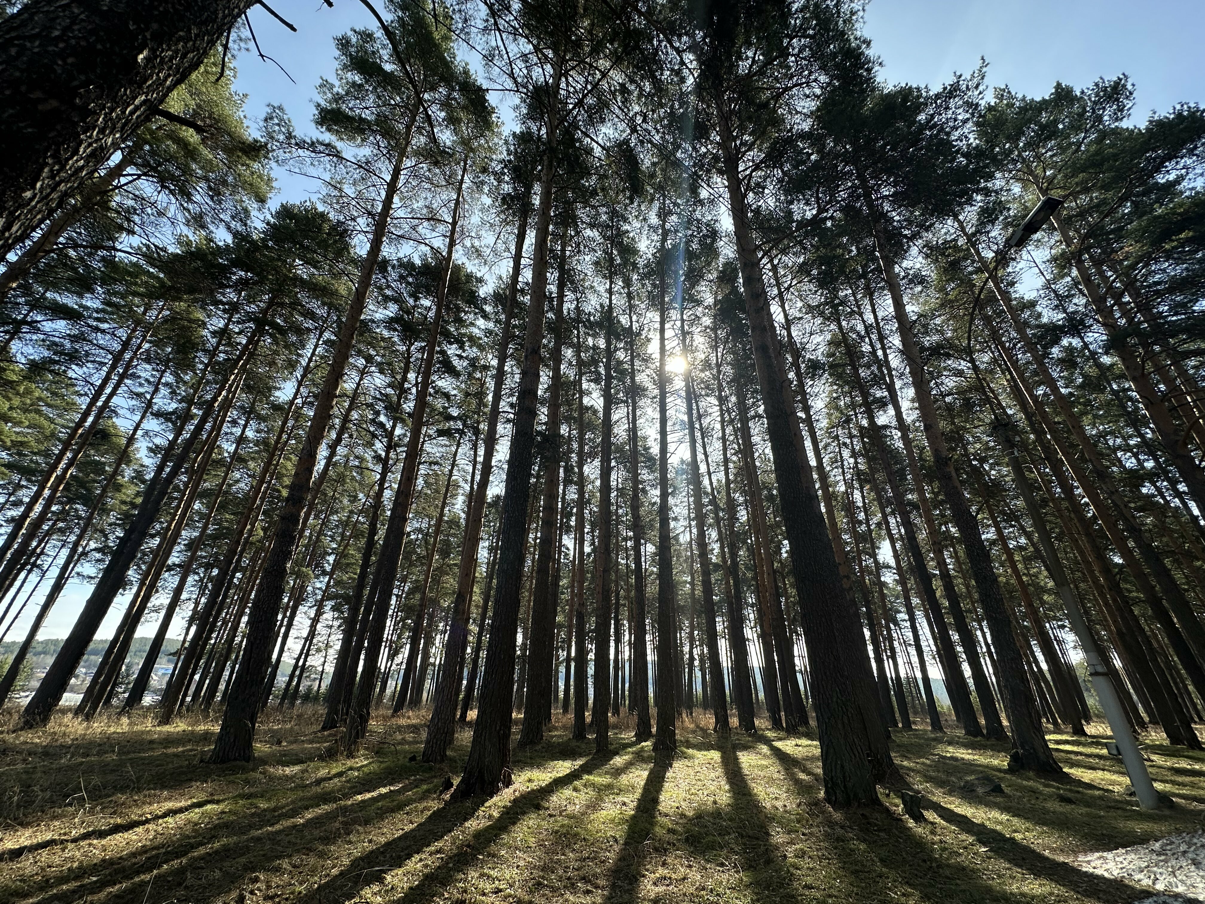 Фото Трубник