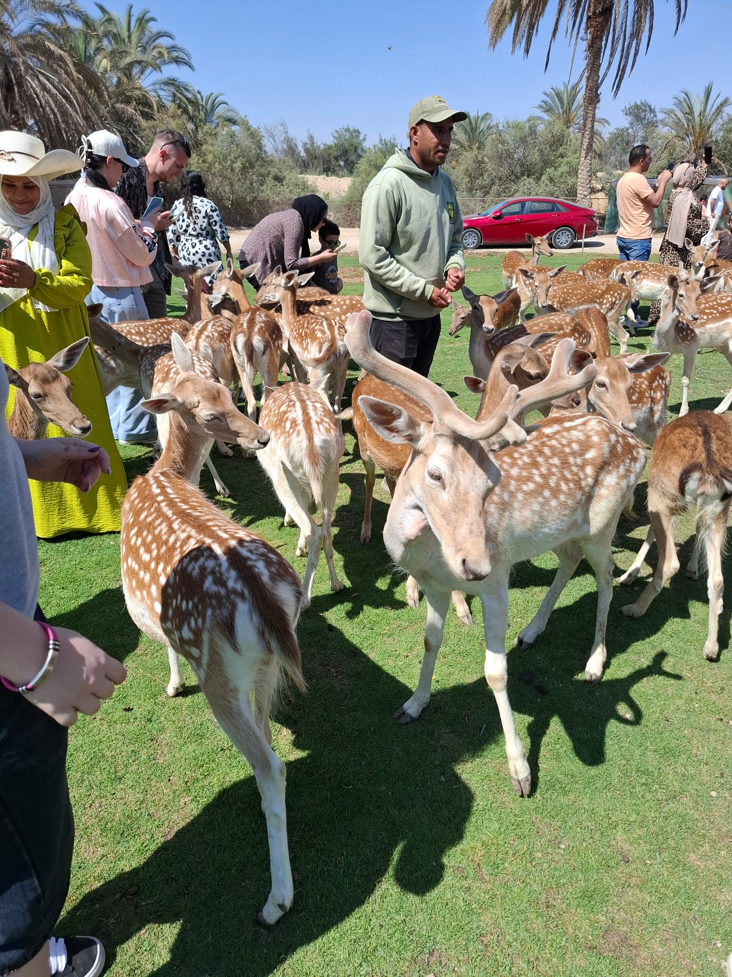 Фото Rixos Premium Alamein