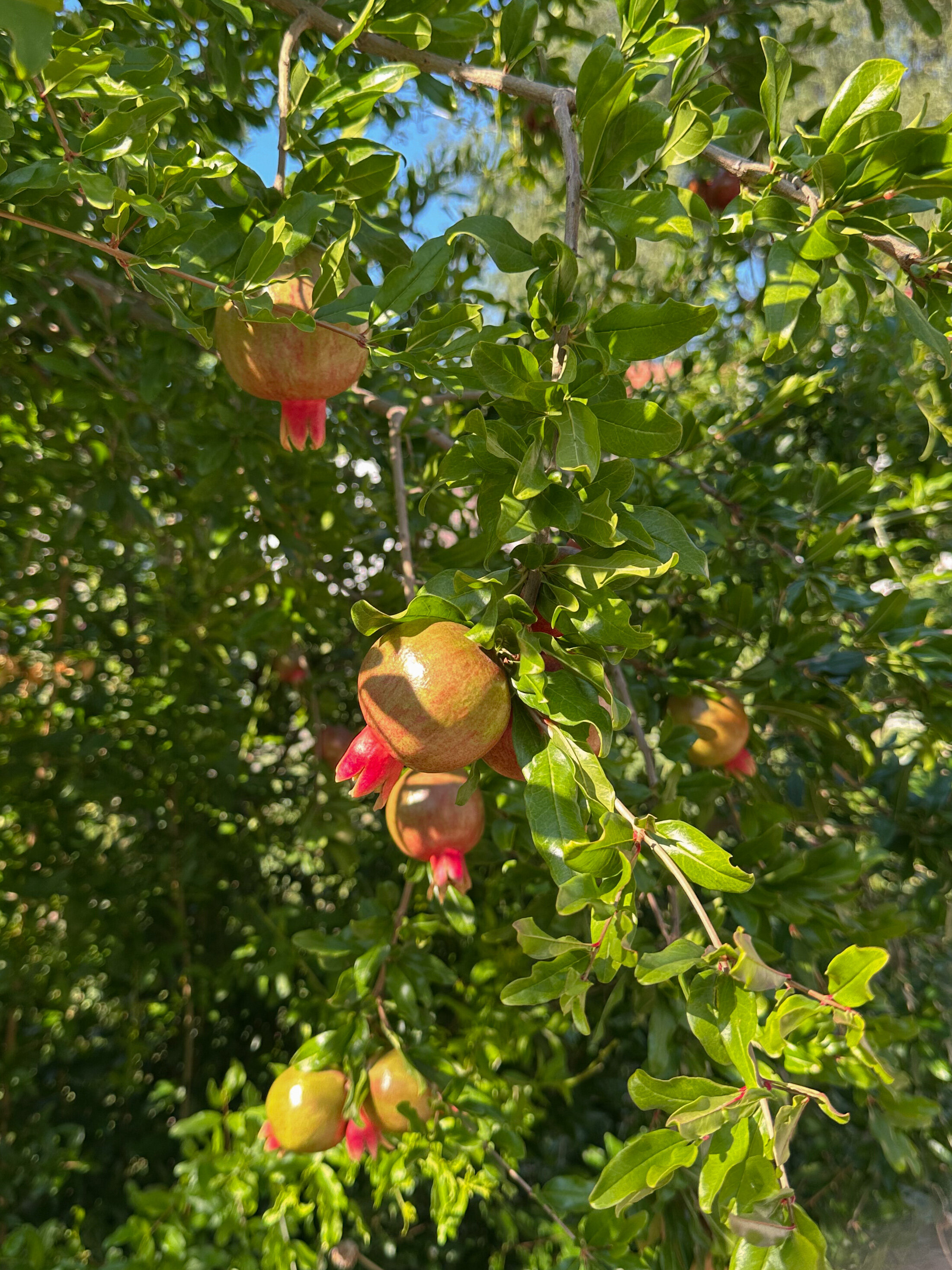 Фото Ройтош