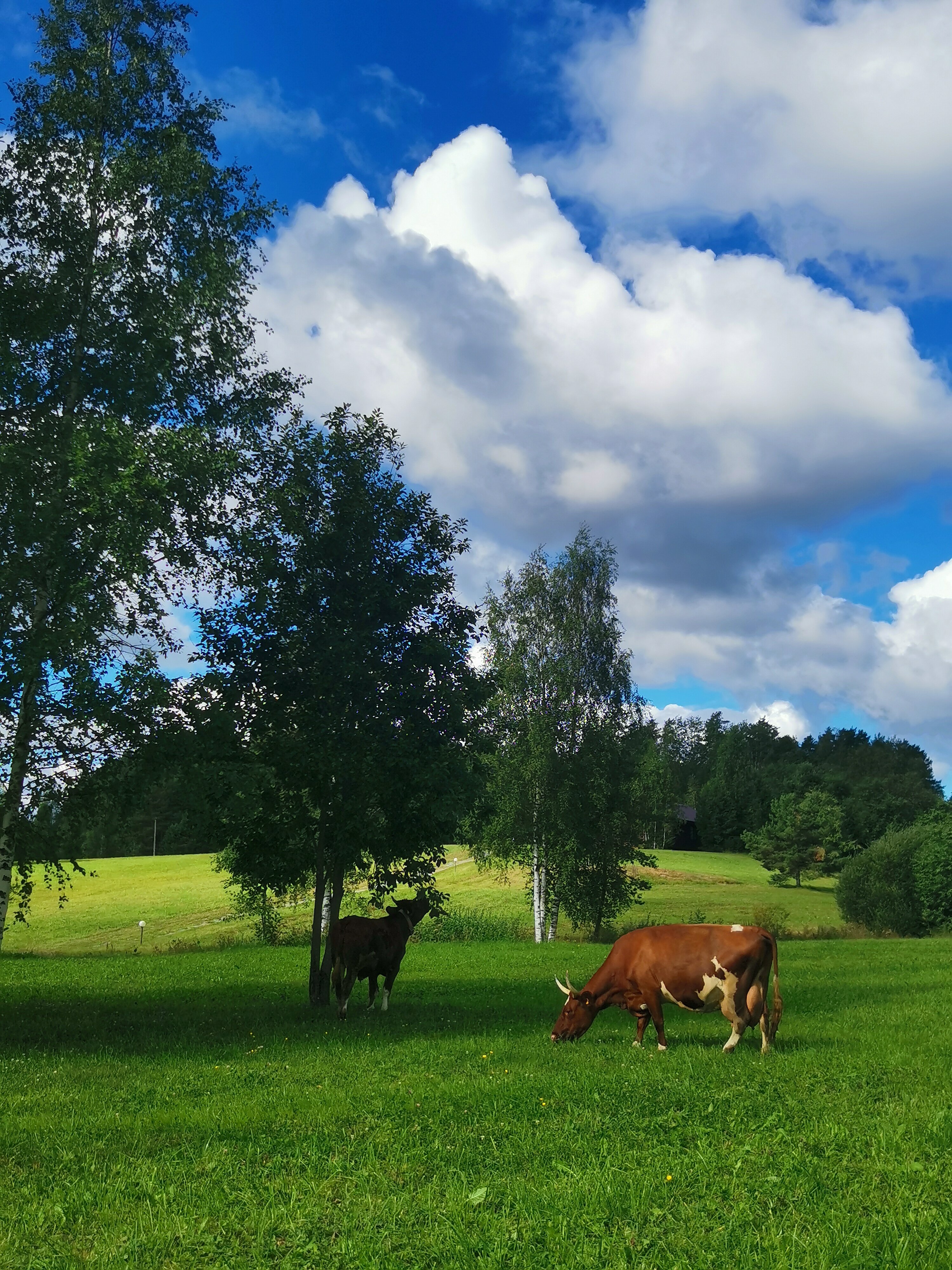 Фото Хутор Ярви