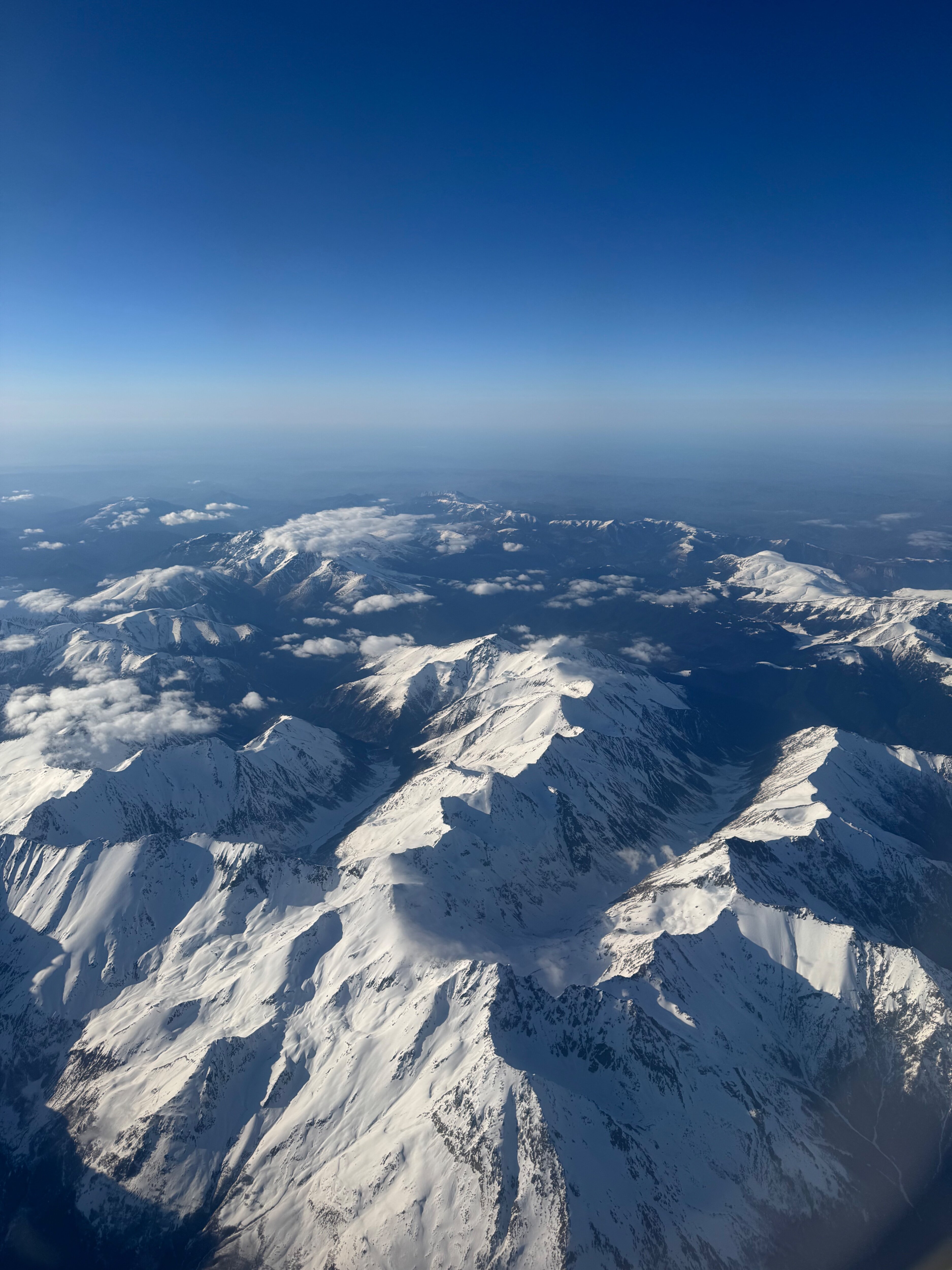 Фото Дельфин