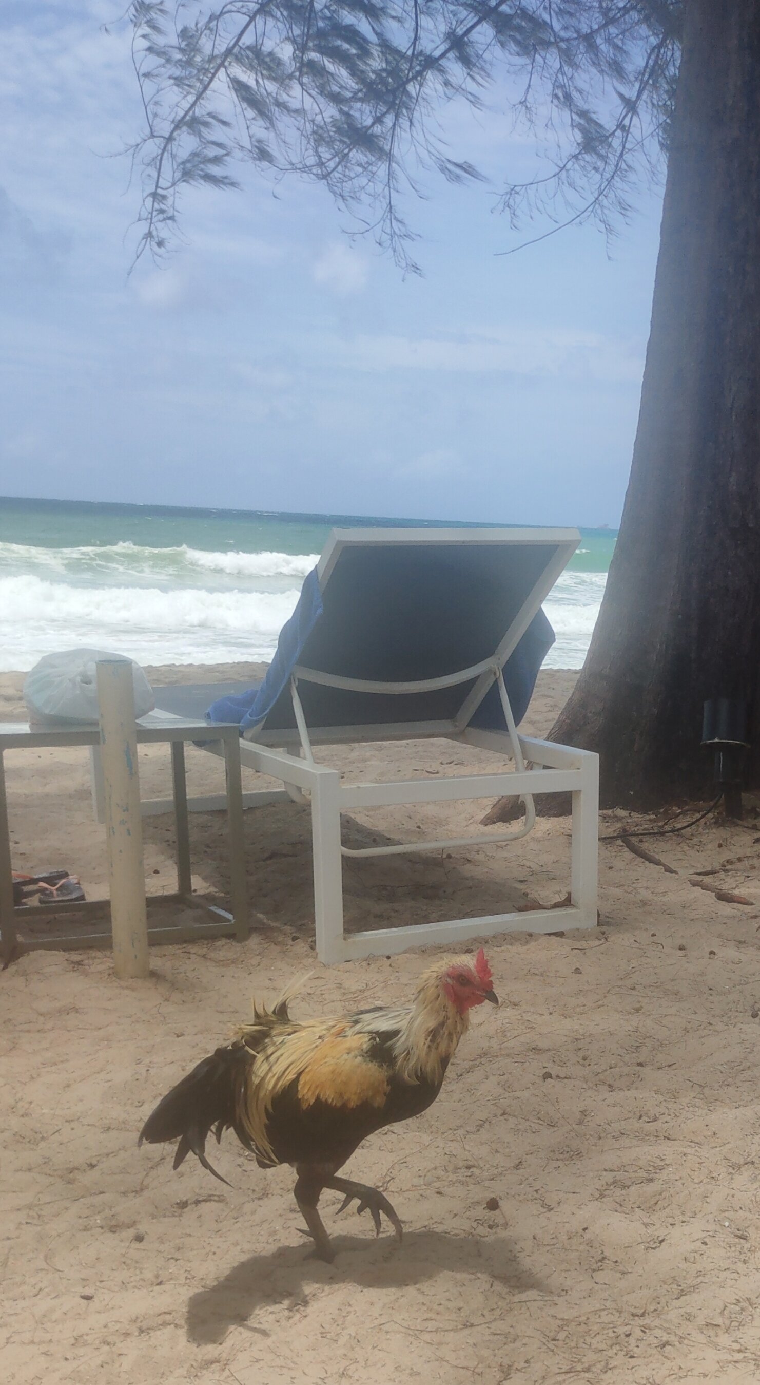 Фото Amora Beach Resort Phuket