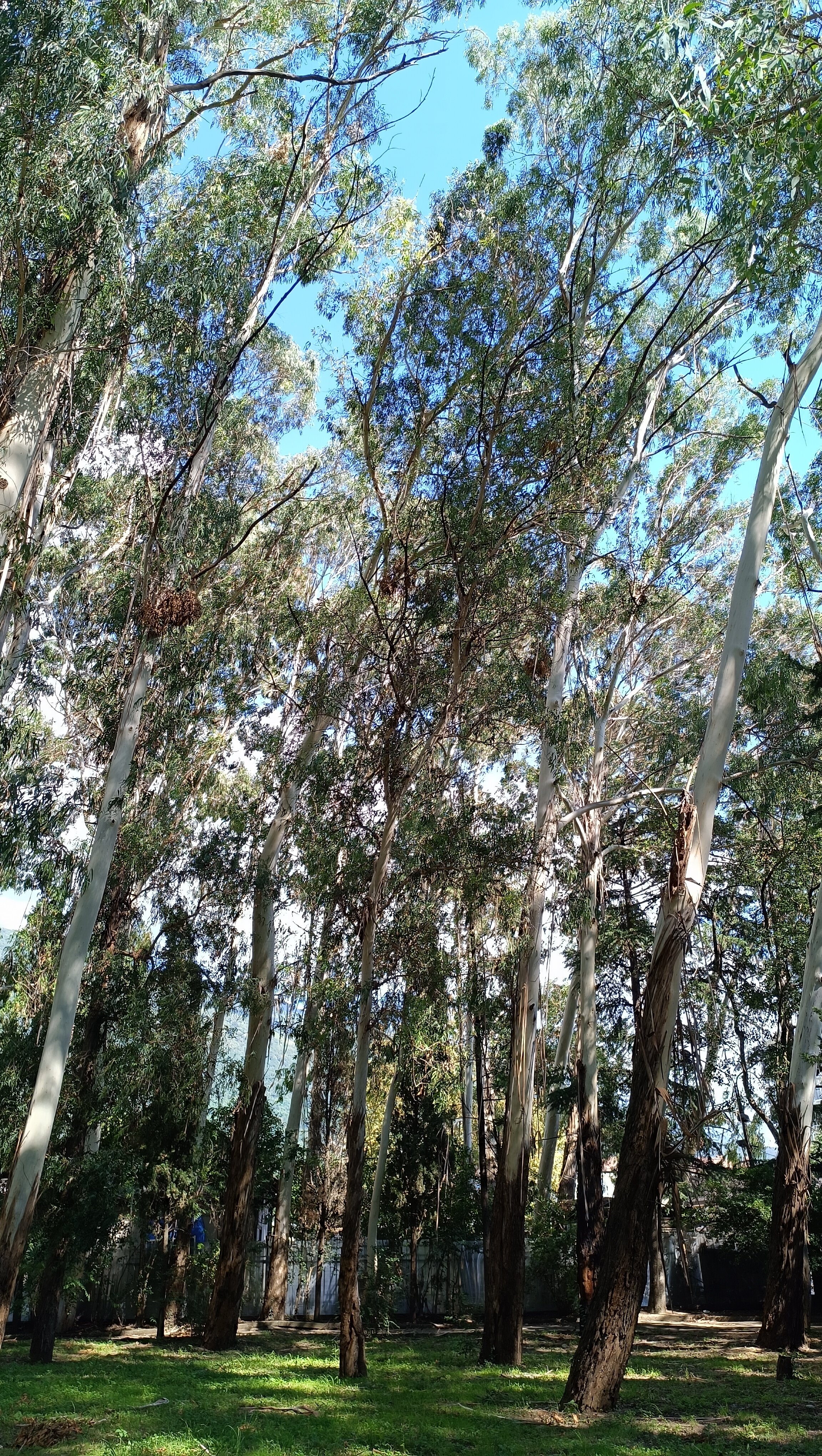 Фото WellNess Park Hotel Gagra