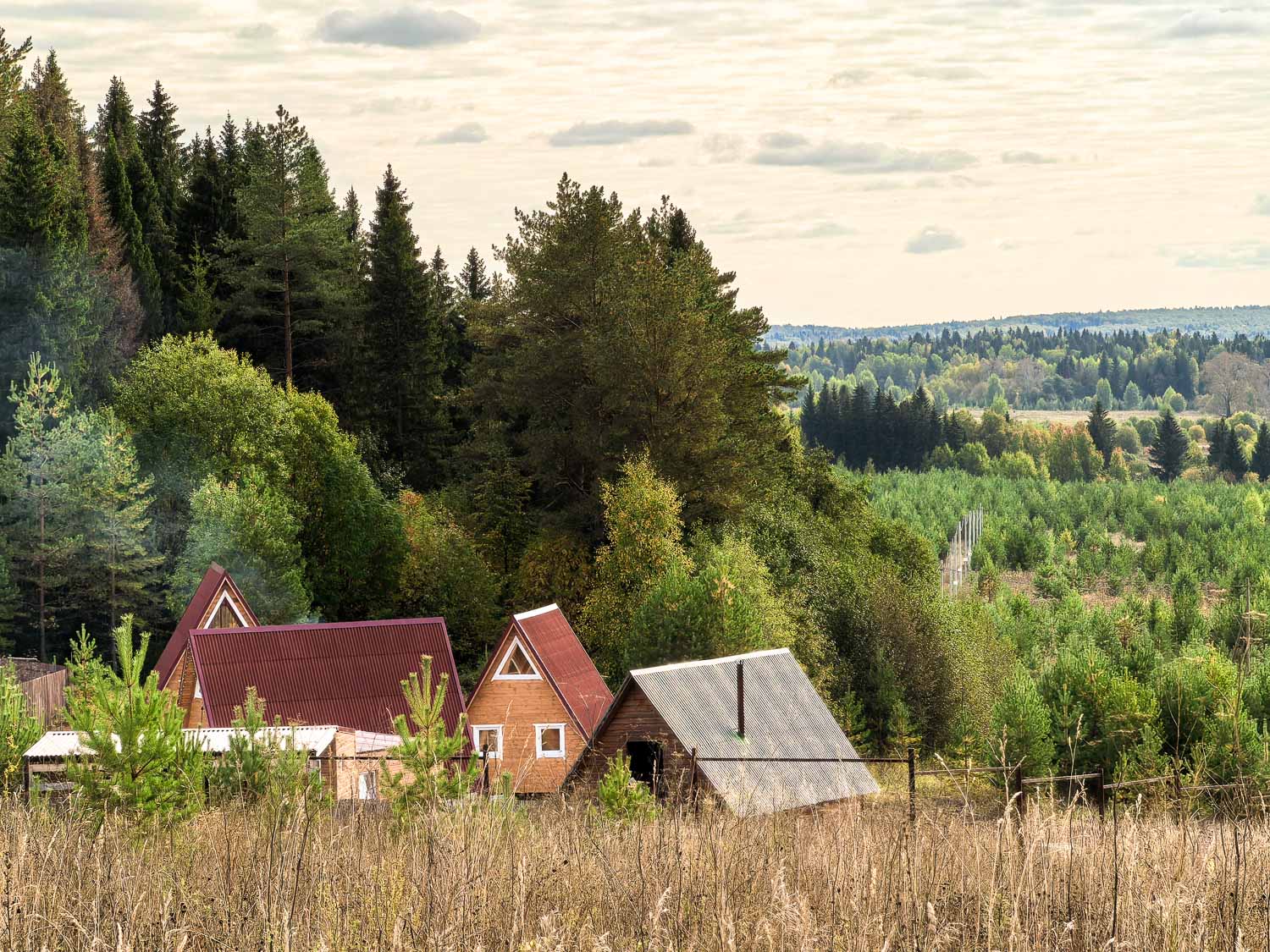 Фото Елки Иголки