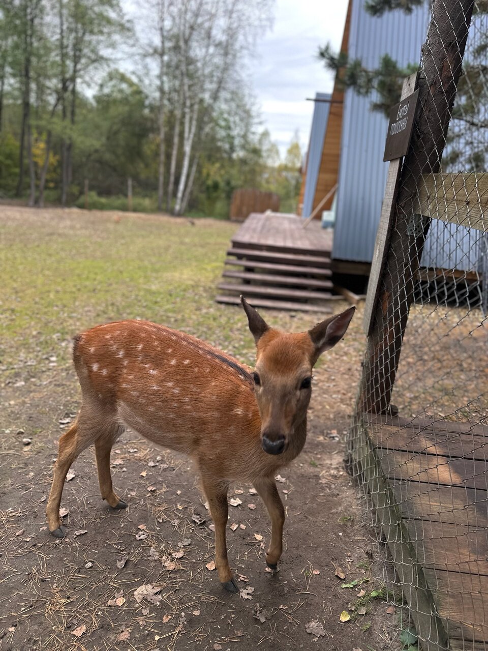 Фото Дикое подворье