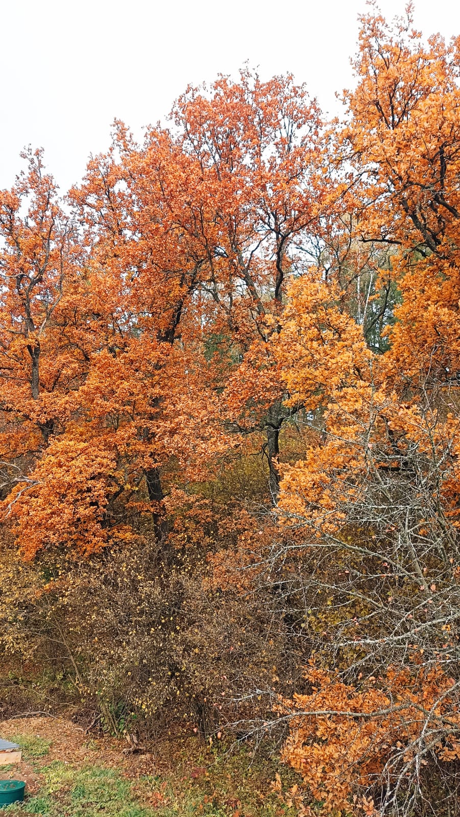 Фото Лисица