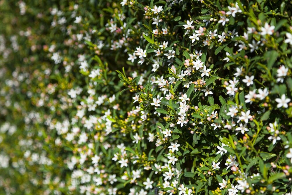 Фото Park Avenue - Forest Hill