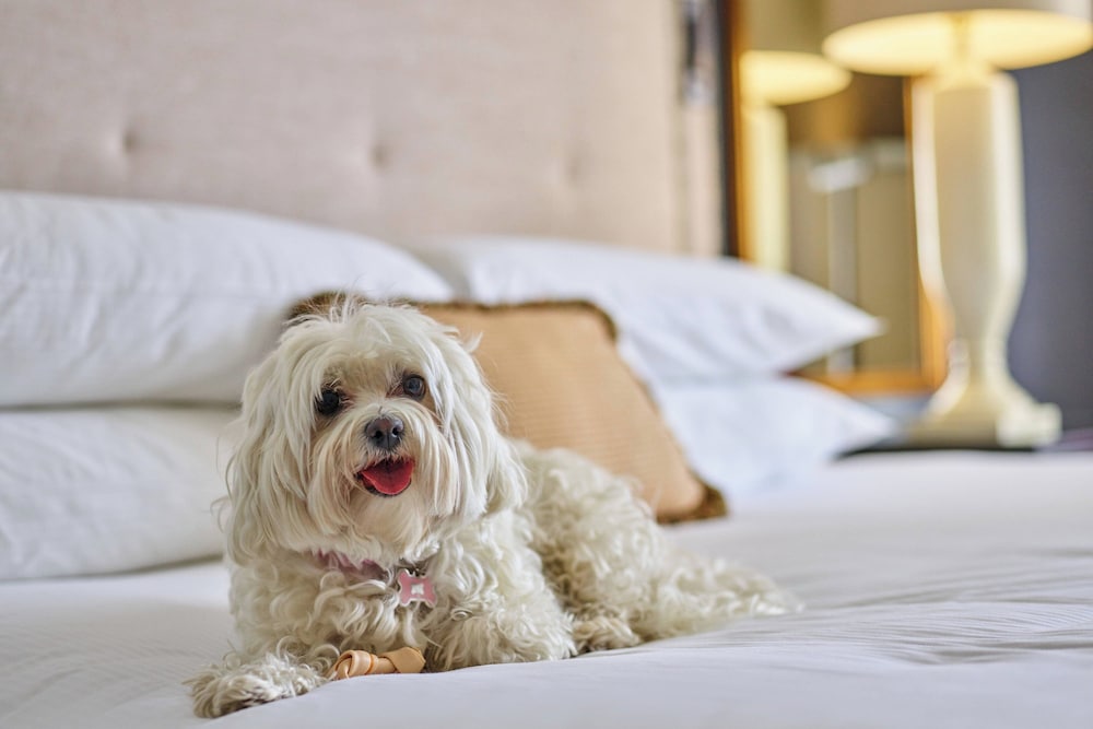 Фото Отель The Brown Palace Hotel and Spa