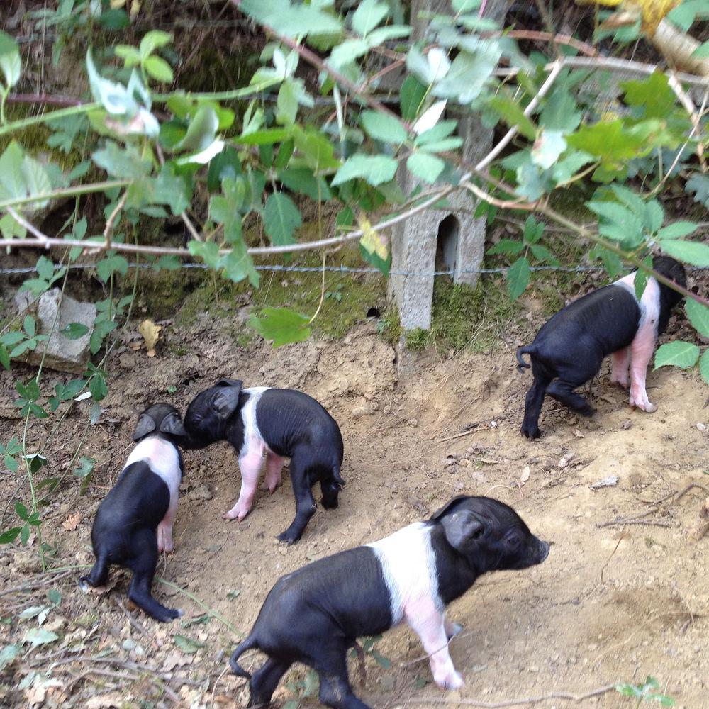 Фото Relais Parco Fiorito & SPA - Agriturismo, Ristorante e Fattoria Didattica