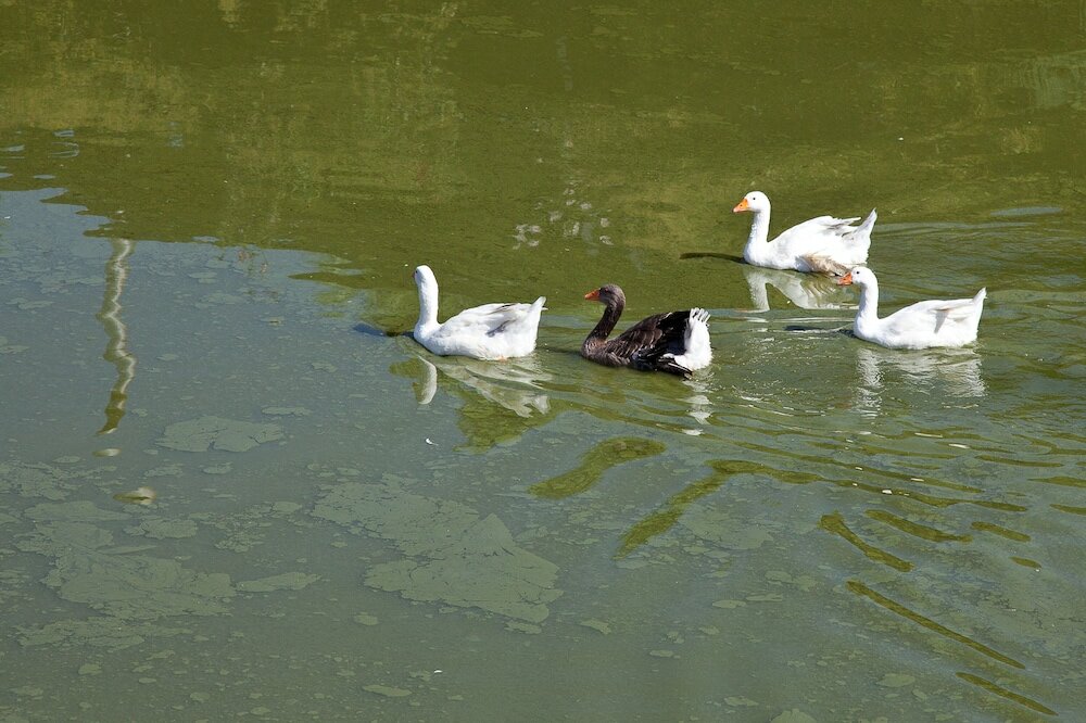 Фото Al Lago Verde