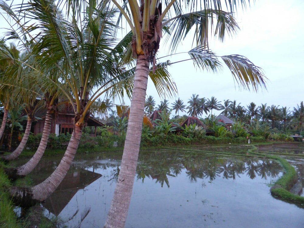 Фото Dragonfly Village