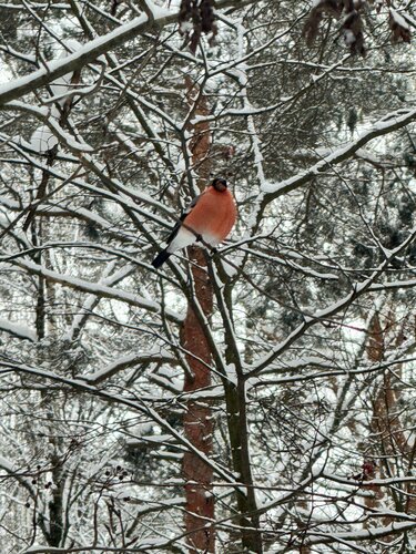 Дом отдыха Pine River в Калужской области