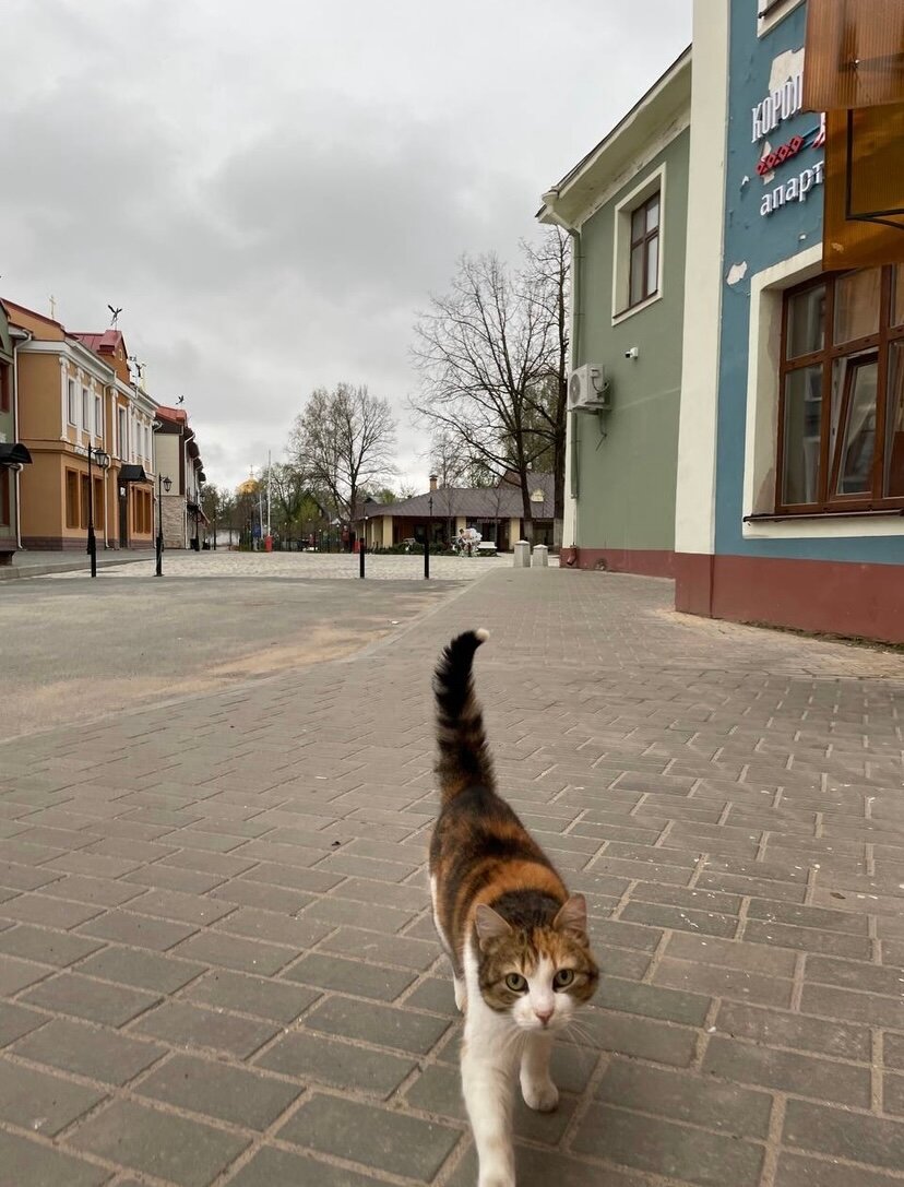 Фото Королевский пень