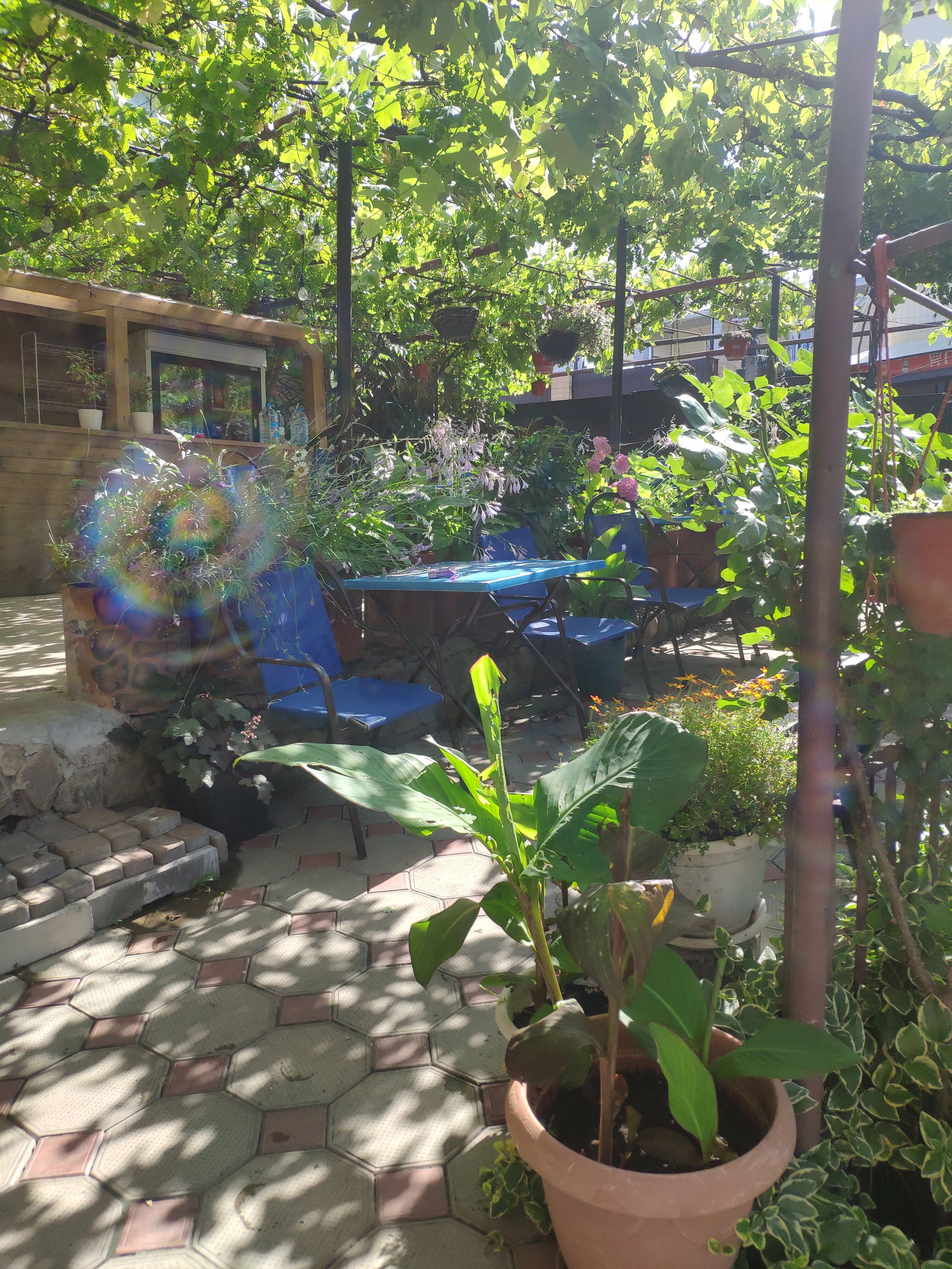 Фото Подсолнух