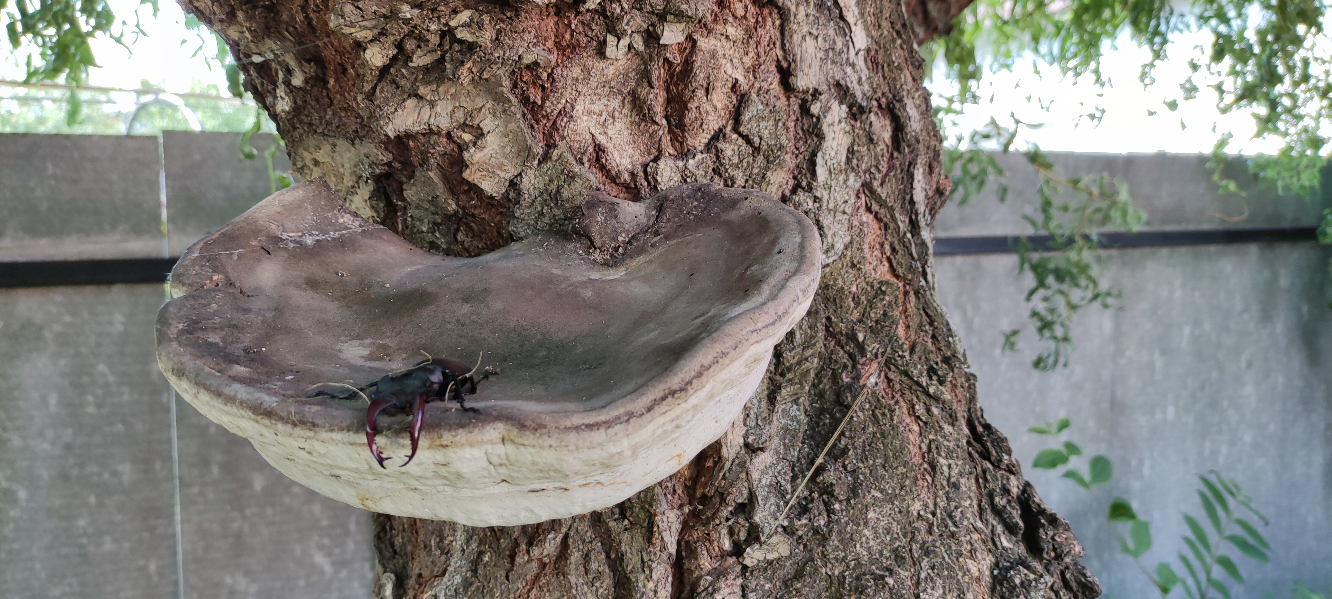 Фото Дворик