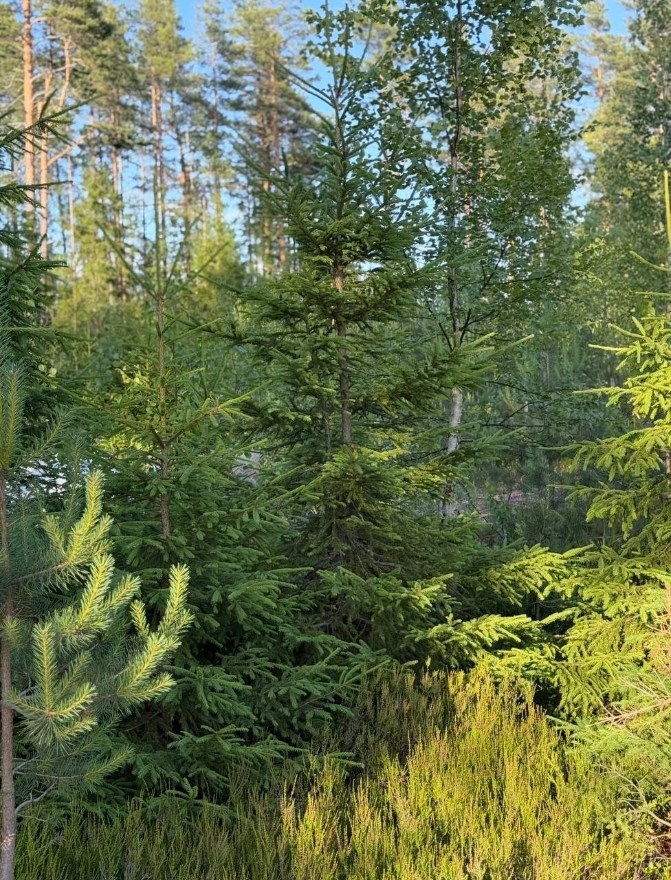 Фото Karelia Lodge