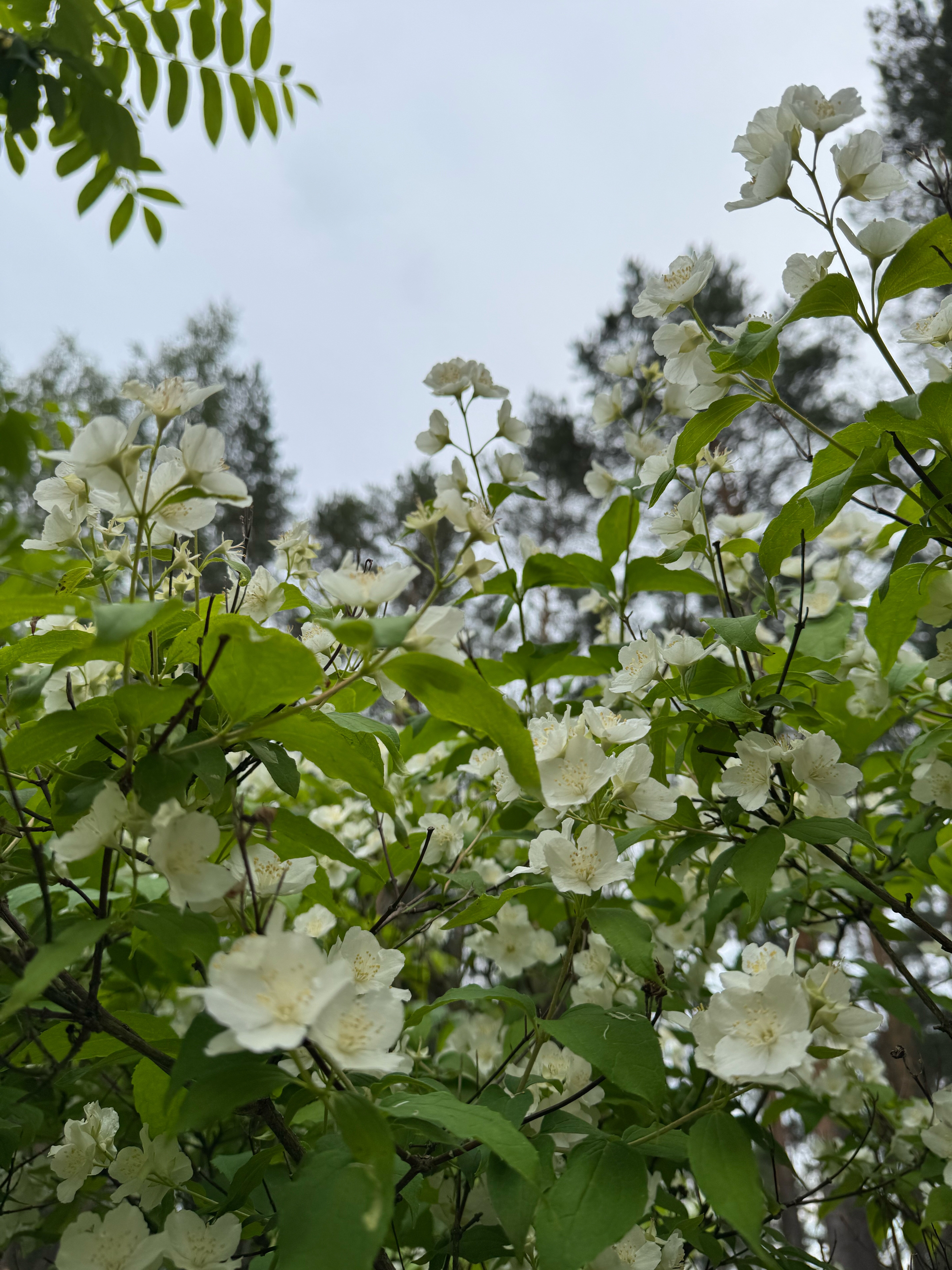 Фото Кичиер