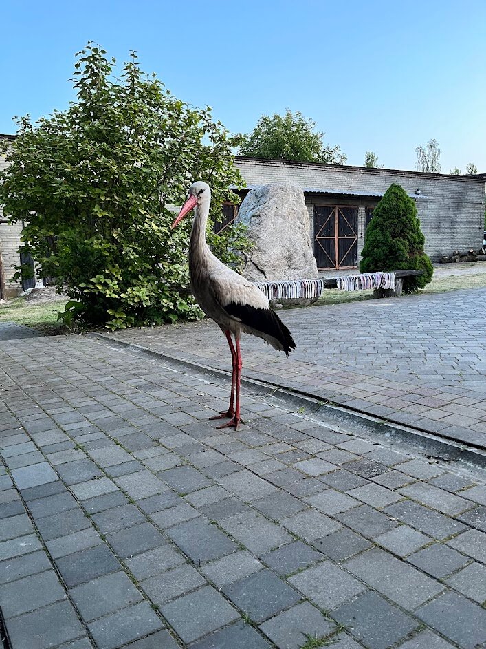 Фото Беловежская гостевая