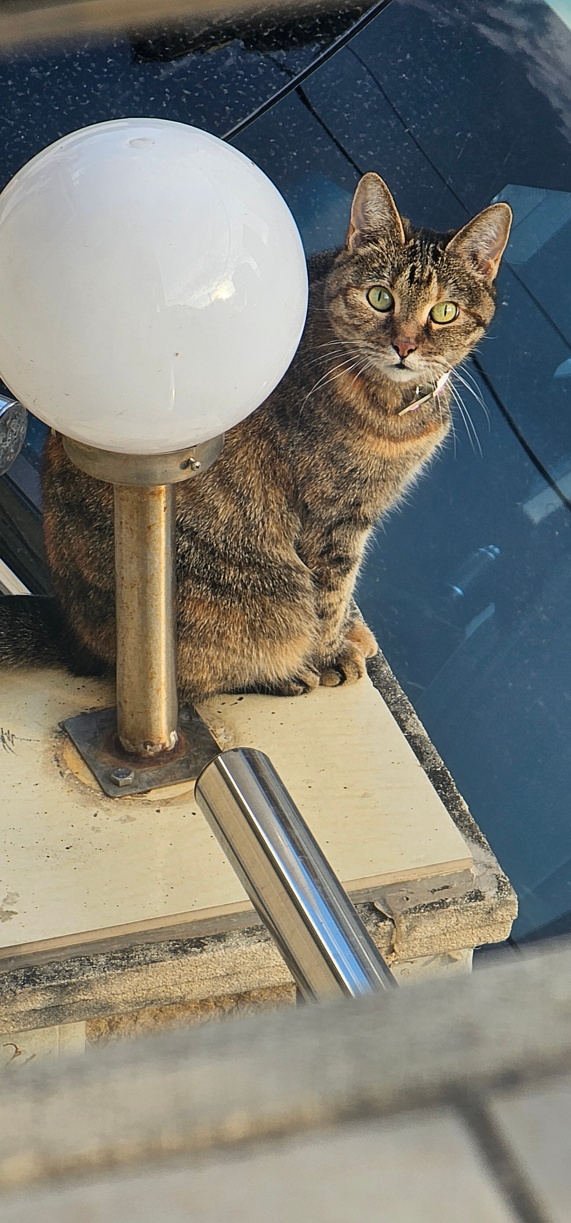 Фото Барракуда