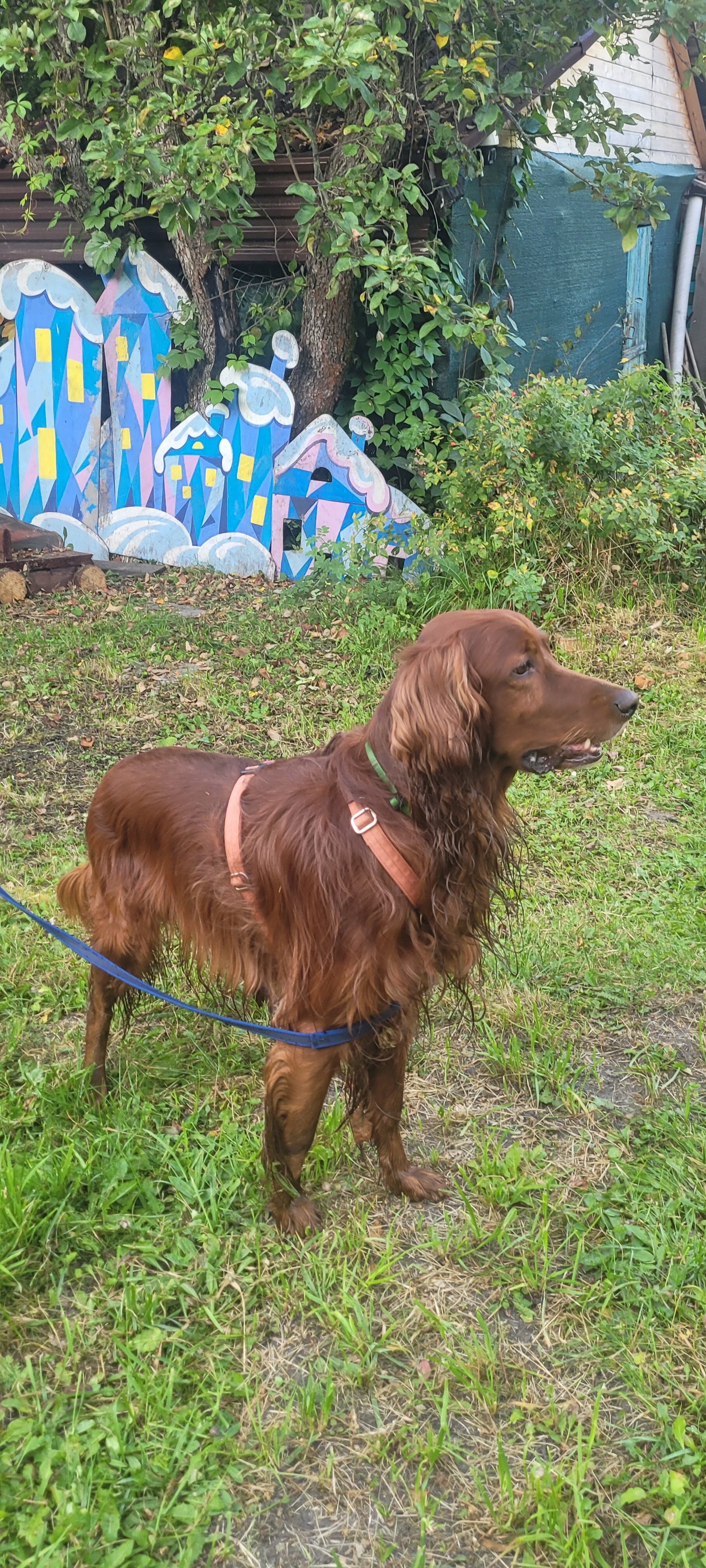 Фото Стрела