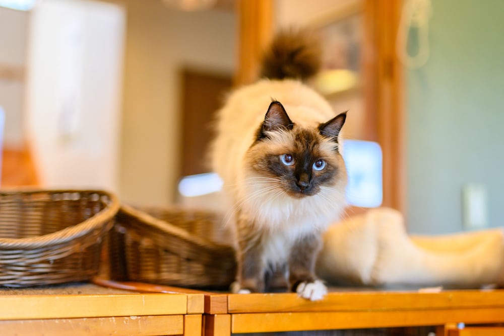 Фото Yufuin Waraneko no Yado