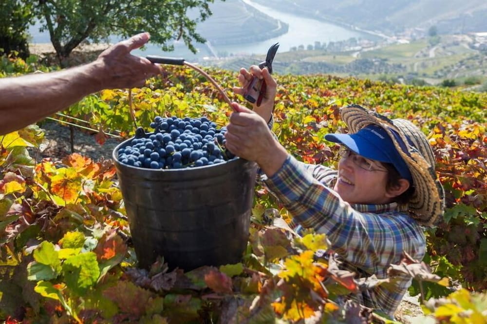 Фото Casa de Casal de Loivos