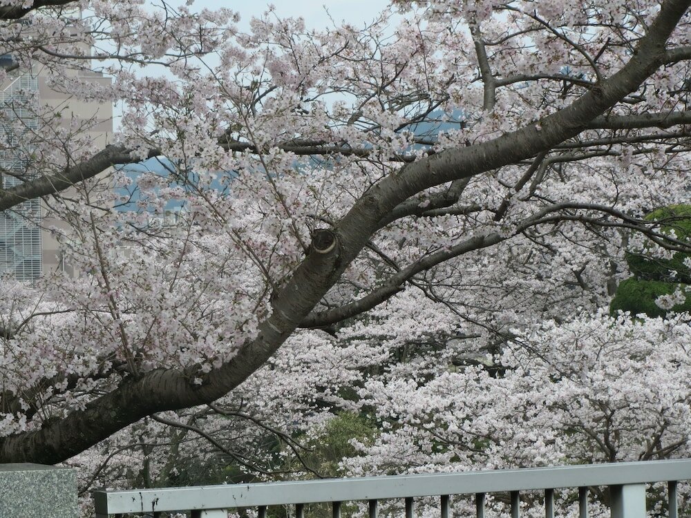 Фото Hana No Shizuku