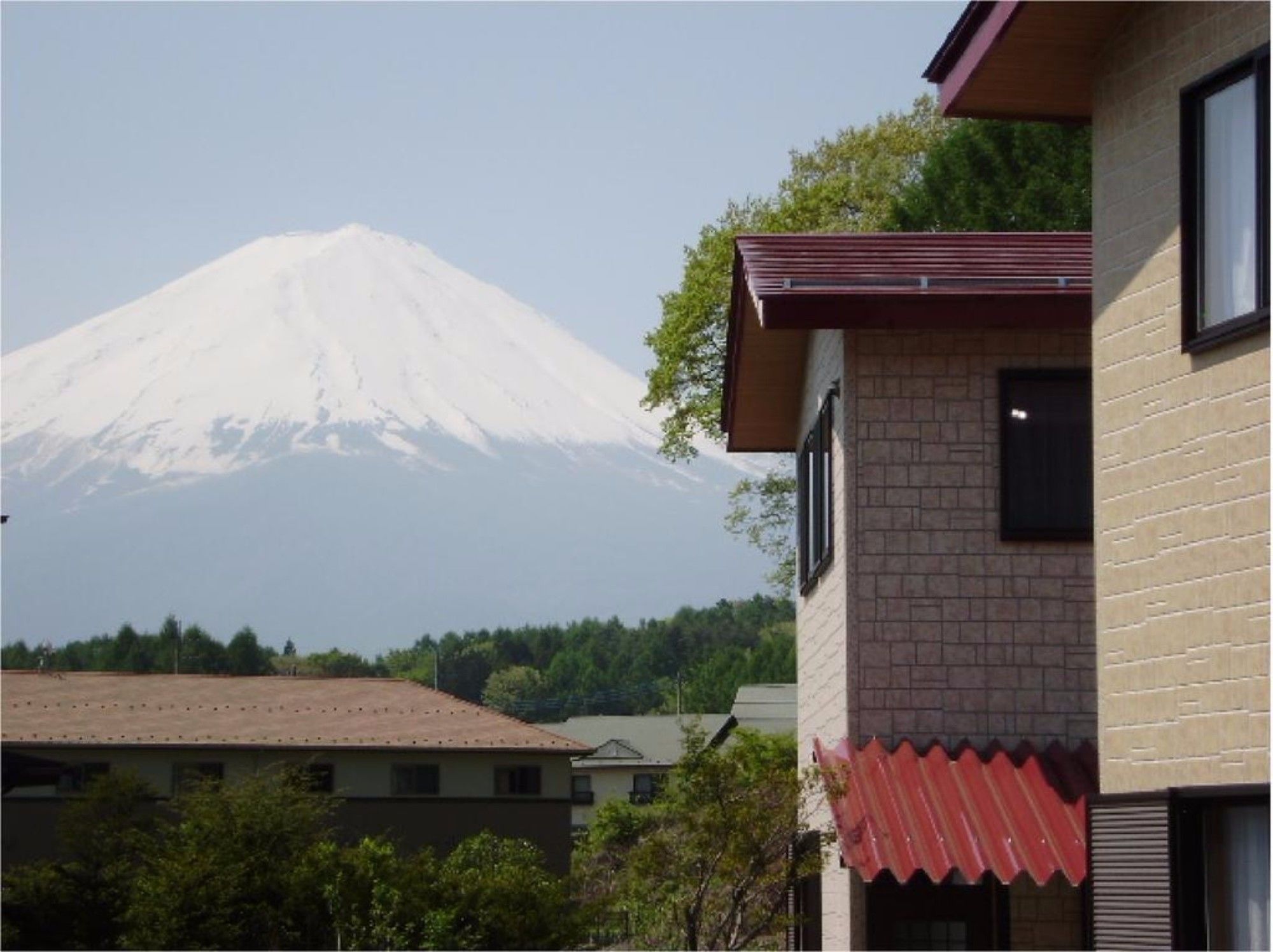Фото Lupinus Kawaguchiko