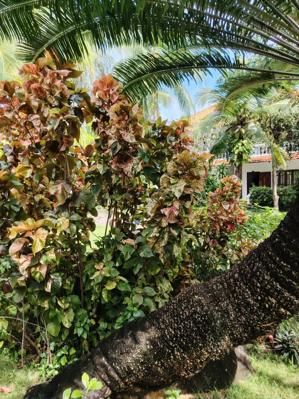 Фото Four Oceans Resort Muine